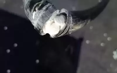 احباط تهريب نصف مليون حبة مخدرة
