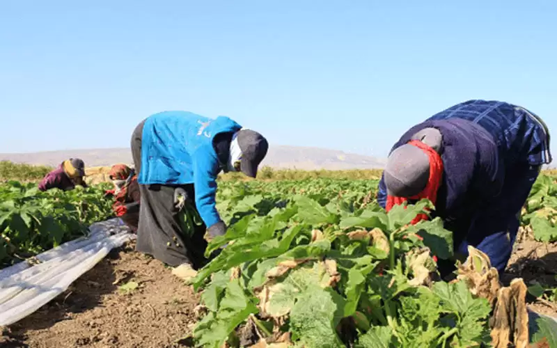 وزير الزراعة: تجاوزنا تبعات أزمة جائحة