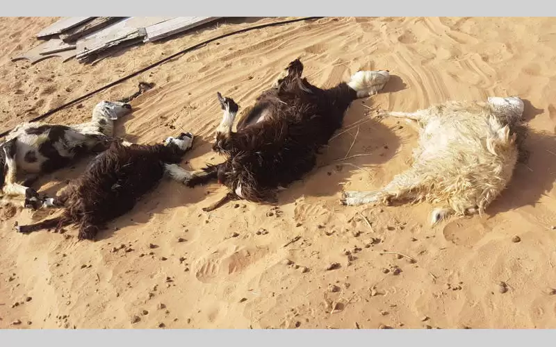 نفوق 110 رأس أغنام بحادث بالظليل