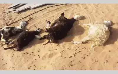 نفوق 110 رأس أغنام بحادث بالظليل
