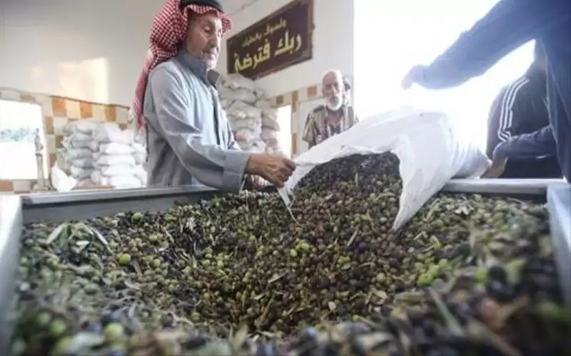 التغير المناخي يعجل موسم قطاف الزيتون