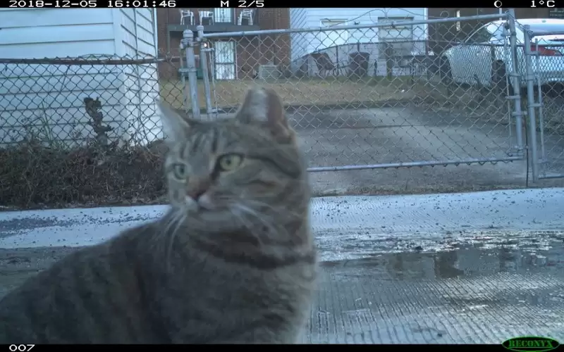 واشنطن أول مدينة تحصي قططها