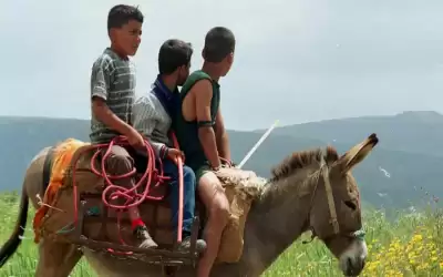 الازمات تعيد اللبنانيين لاستخدام الحمير في