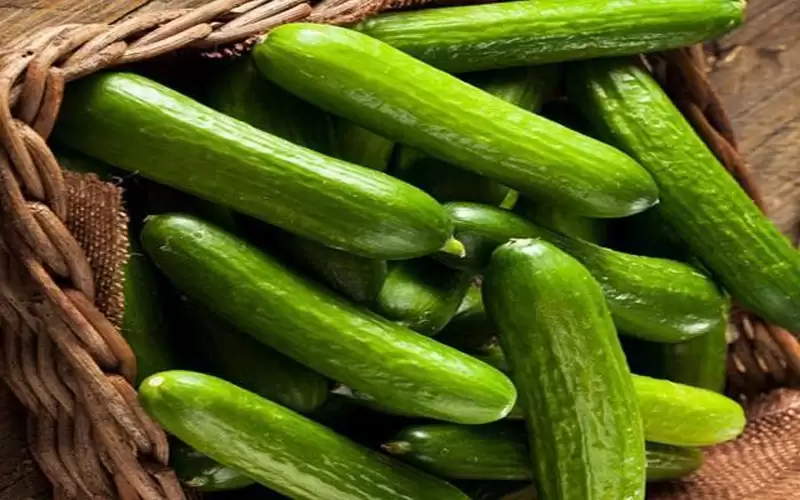 الأردن صدر 25 طنا من الخيار