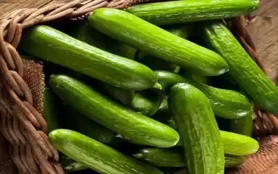الأردن صدر 25 طنا من الخيار
