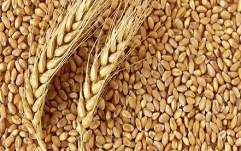 ارتفاع أسعار القمح الأمريكي لأعلى مستوى