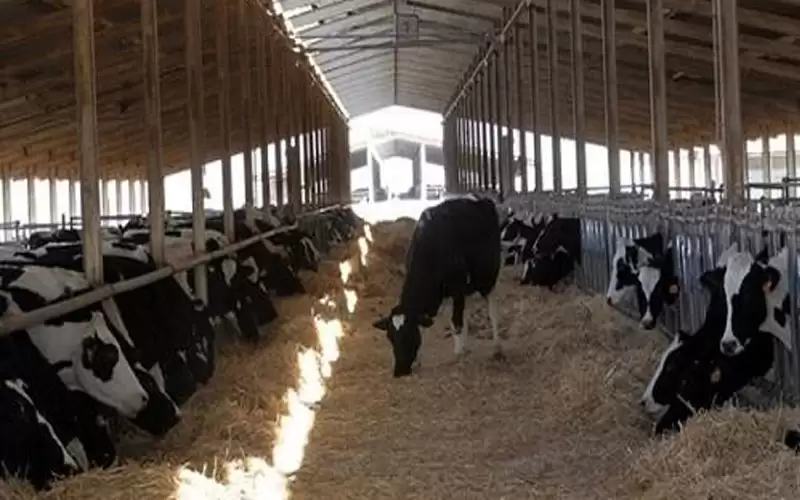 ضبط حيازات ثروة حيوانية وهمية في