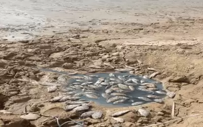 نفوق غامض لاسماك في سد الموجب