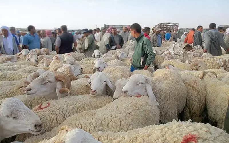 اغلاق سوق مواشي سحاب بسبب الحمى