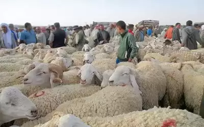 اغلاق سوق مواشي سحاب بسبب الحمى