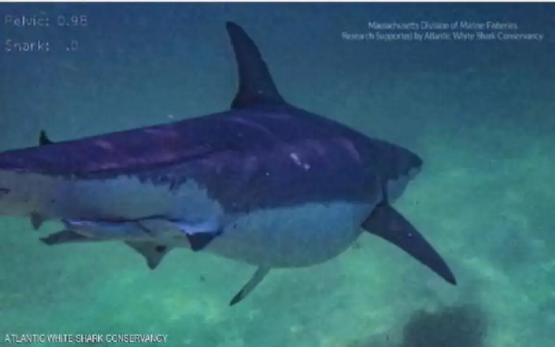 القرش السمين يلفت أنظار العلماء ..