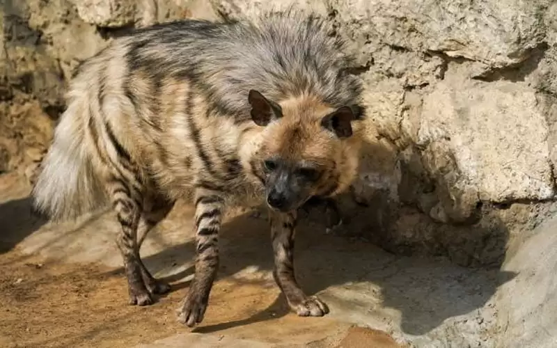 تسجل أول إصابة للضباع بفيروس كورونا