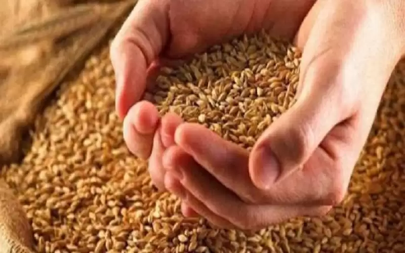 بيع بذار القمح للمزارعين بـ 450