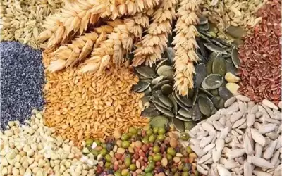 الصحة النيابية تتابع آليات فحص الأغذية