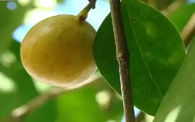 ماذا تعرفون عن ثمرة الموت ؟