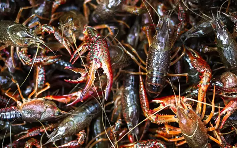 واحدة من 100 مليون.. اصطياد جرادة