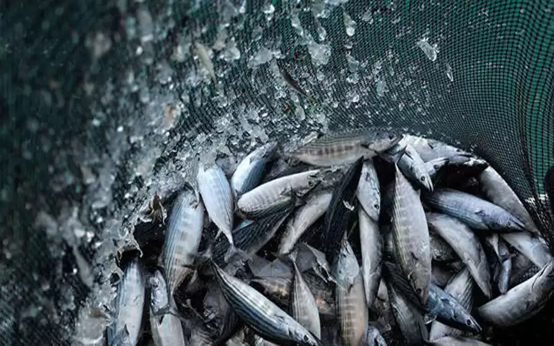 الأردن يوقع اتفاقية لتربية الاسماك باستخدام