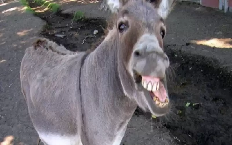 الأمن ينفي لنيسان خبر القبض على