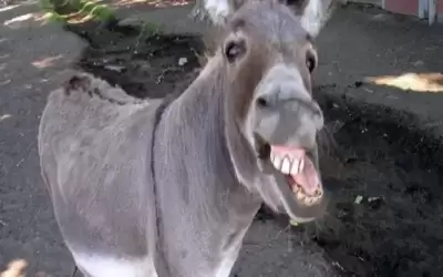 الأمن ينفي لنيسان خبر القبض على