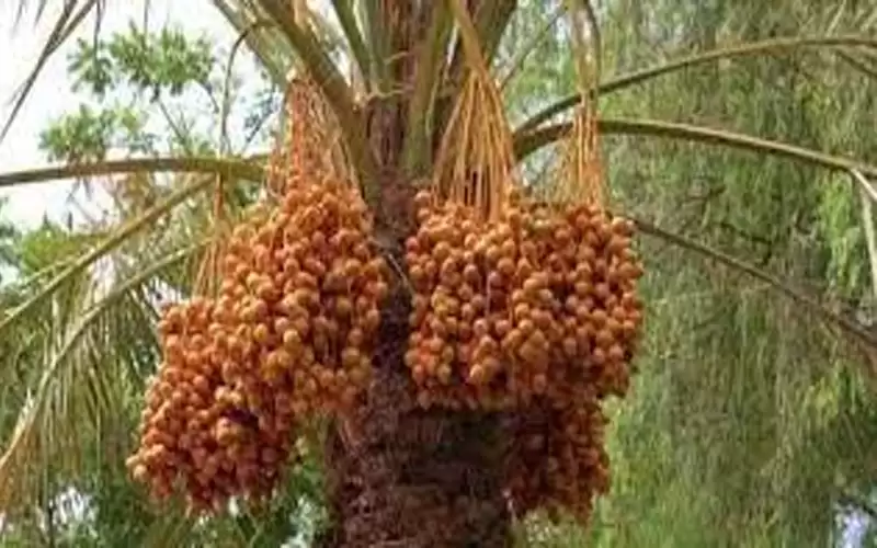 الأردن يتطلع لزراعة مليون شجرة نخيل