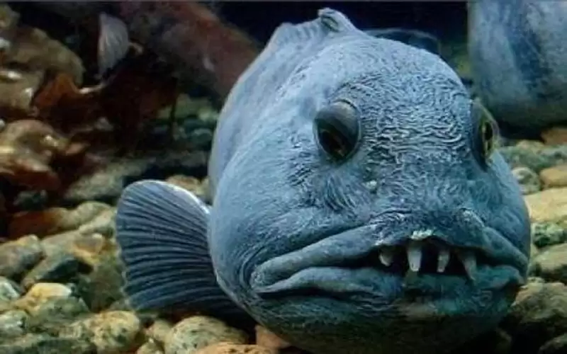 تعرف على السمكة الأكثر رعبا في