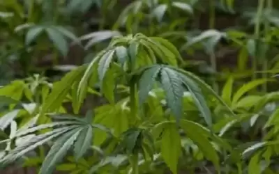 كندا تسمح بتوصيل الحشيش عبر خاصية