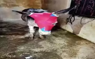 بيتا تعلق على حادثة تعذيب حمار