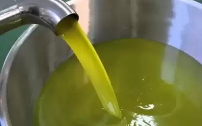 الغذاء والدواء تنفي إتلاف زيت زيتون