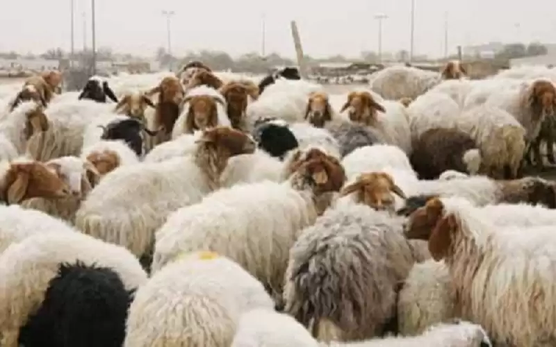 الأردن يسمح باستيراد الاغنام الحية والمذبوحة
