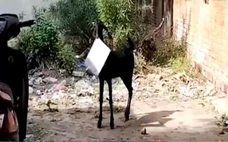 ماعز يسرق أوراقا من مكتب حكومي