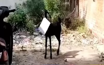 ماعز يسرق أوراقا من مكتب حكومي