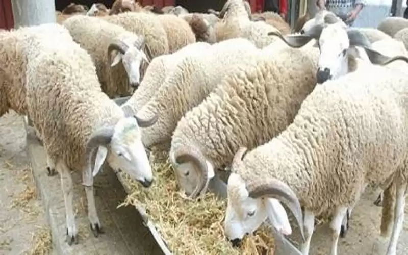 الزراعة توضح شروط استيراد الأغنام من