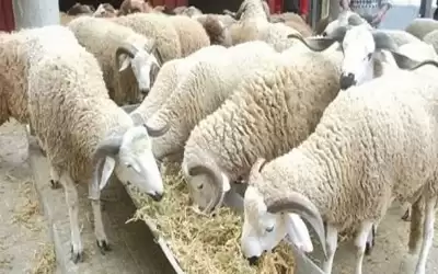 الزراعة توضح شروط استيراد الأغنام من
