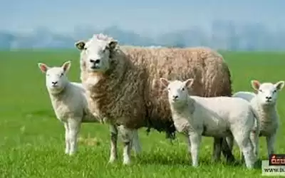 العجارمة: الخراف الجورحية شبيهة بالأردنية