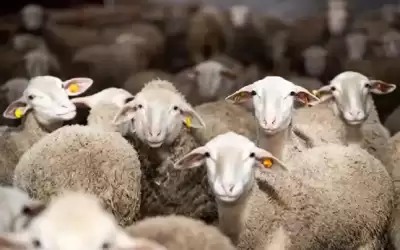 9 رخص لاستيراد اللحوم من جورجيا