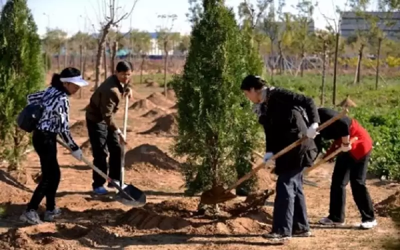 الصين تزرع 78.1 مليار شجرة خلال