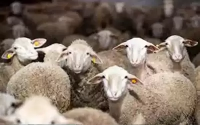بعد معاينتها .. لجنة تجيز بيع