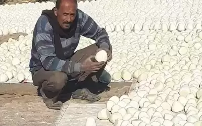 الغذاء: لا نستورد الجميد من مصنع