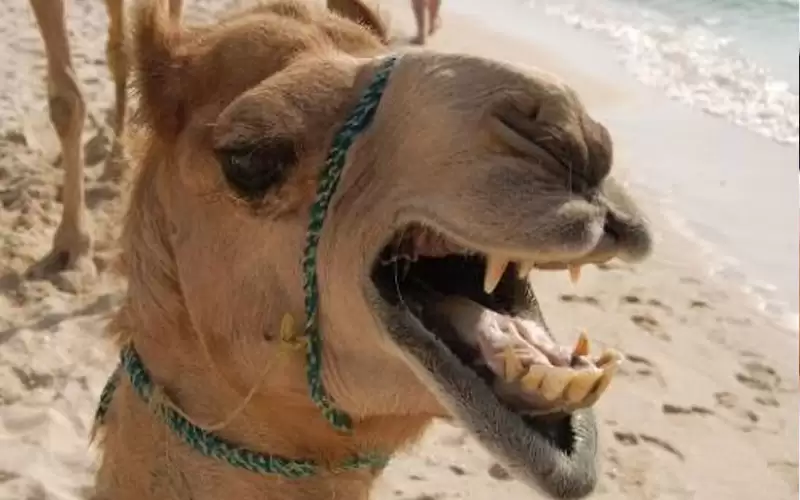 جمل يقتل صاحبه في المفرق