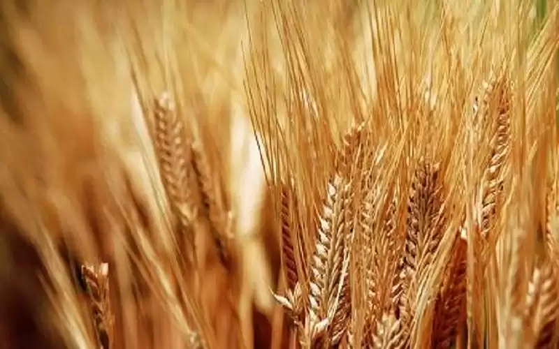 أميركا تدخل بذار قمح مشبوهة لسوريا