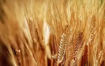 أميركا تدخل بذار قمح مشبوهة لسوريا