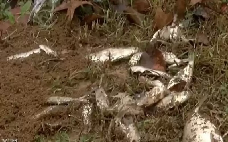 السماء تمطر سمكا .. ظاهرة غريبة