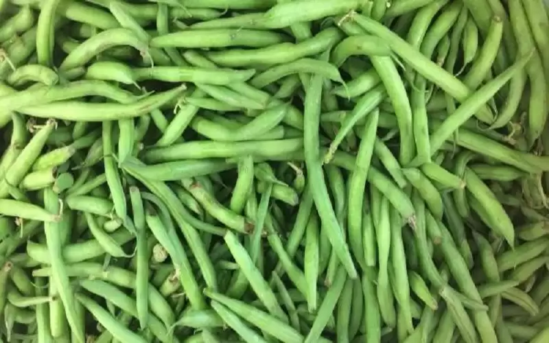 بينها لوبياء وفاصولياء وتونة .. ما