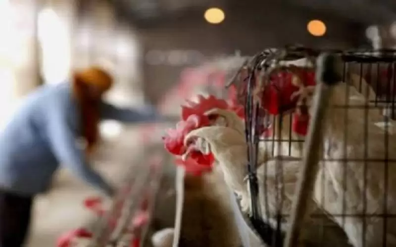 اكتشاف بؤرة لإنفلونزا الطيور في مزرعة