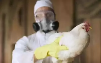 إنجلترا تسجل إصابة بشرية بإنفلونزا الطيور