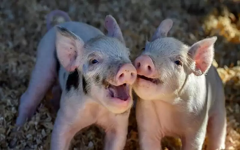 مصر: لا حرج بالتداوي بأوردة الخنزير