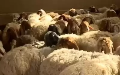 الزراعة توضح حول نفوق أغنام في