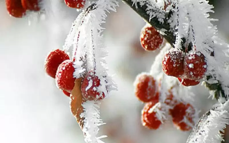 خسائر فادحة للمزارعين بسبب الصقيع