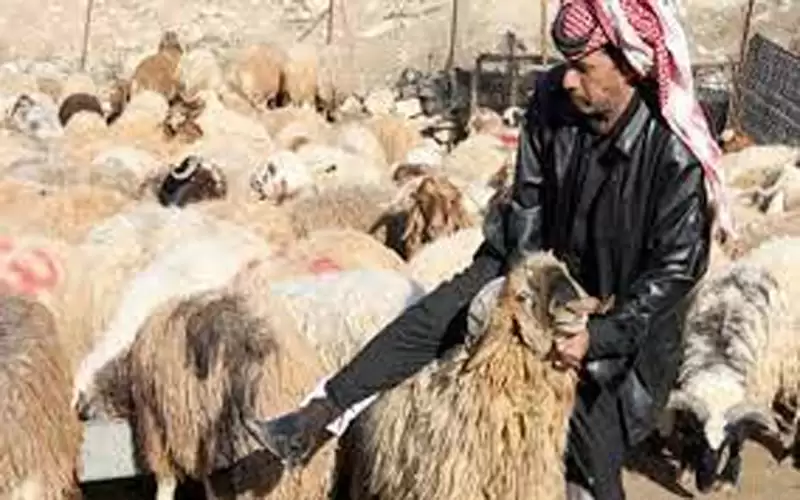 روسيا تحظر استيراد الأغنام من الأردن