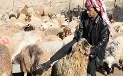 روسيا تحظر استيراد الأغنام من الأردن